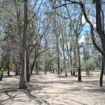Seduvop critica fines políticos de Cambio de Ruta por frenar obras en el parque de Morales