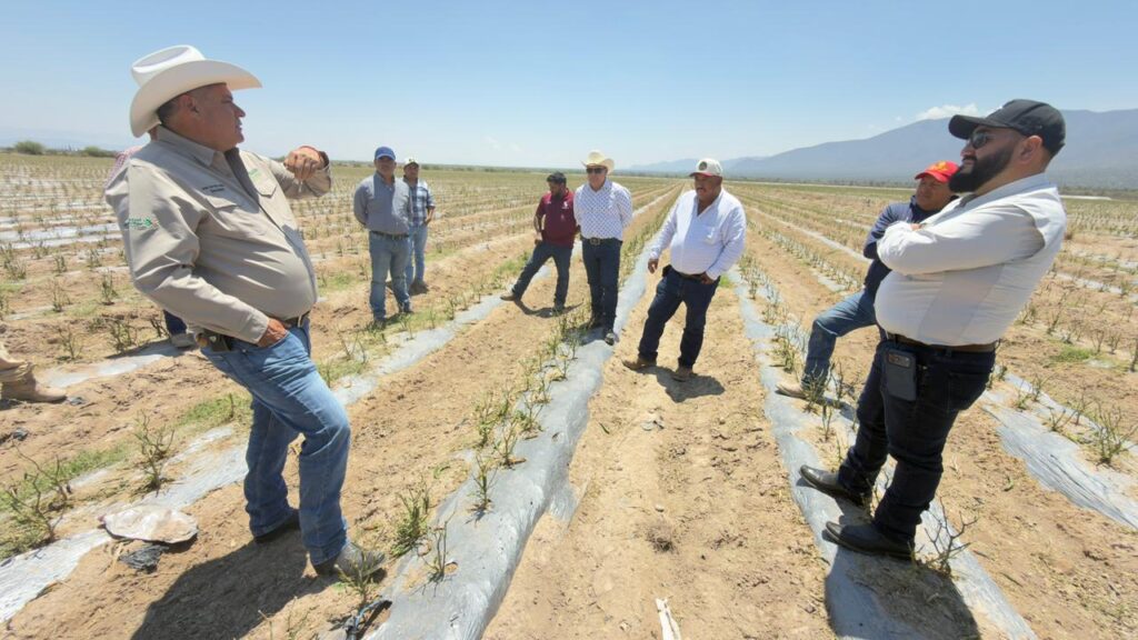 Granizada devasta cultivos en el Altiplano; activan apoyo a productores