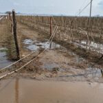 Más de mil 500 hectáreas fueron afectadas tras fuerte tormenta en la zona Centro