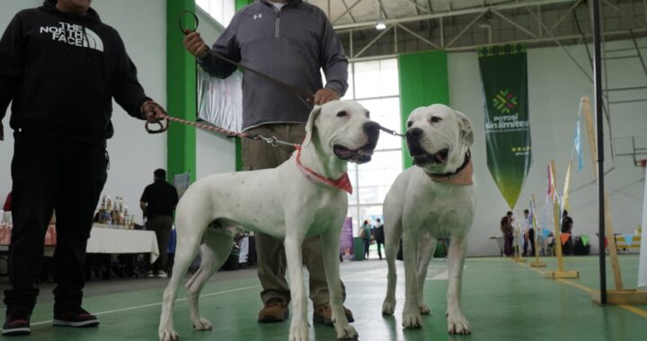 Convocan al Dog Fest Juventud 2026