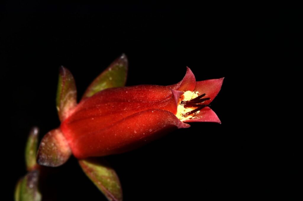 Investigador de la UASLP descubre nueva especie vegetal endémica en Oaxaca
