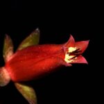 Investigador de la UASLP descubre nueva especie vegetal endémica en Oaxaca