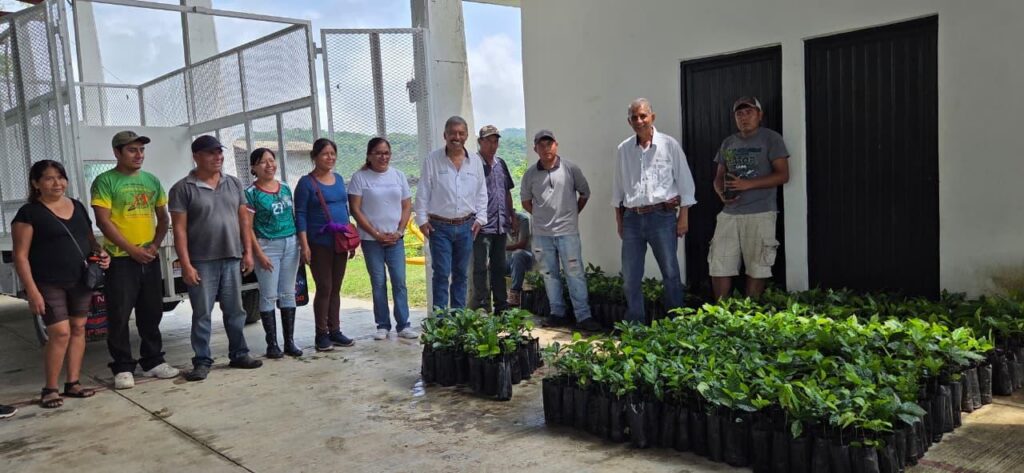 Entregan más de mil plantas de café a familias tének en Tancanhuitz