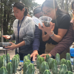 Ipicyt impulsa conservación de cactáceas con talleres de germinación e injerto