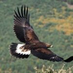 Celebran Conferencia Nacional sobre Manejo y Conservación de la Fauna Silvestre en SLP