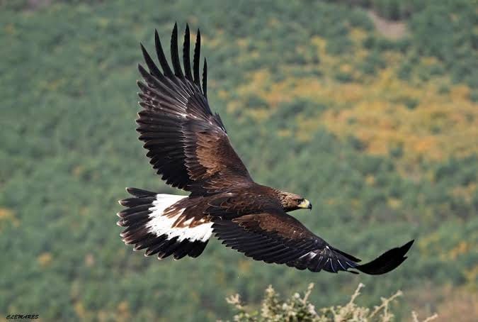 Celebran Conferencia Nacional sobre Manejo y Conservación de la Fauna Silvestre en SLP