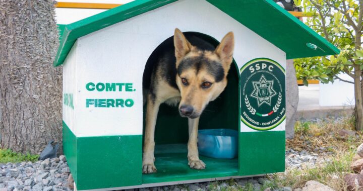 ‘Comandante Fierro’ ya tiene casa: policías construyen refugio para su compañero de cuatro patas